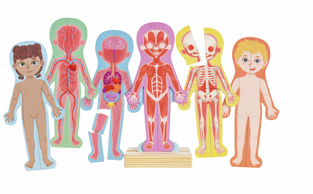Rompecabezas Magnético del Cuerpo Humano